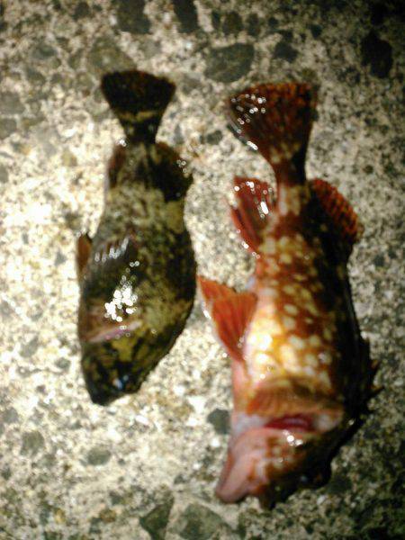 すんのかい!すんのかい!すんのかい!の巻